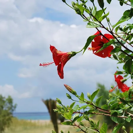 Hotel Afroditi Kamarai
