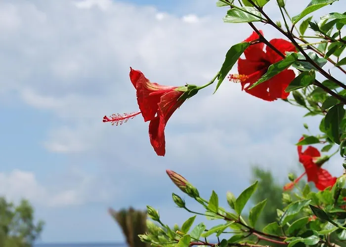 Ξενοδοχείο αφροδίτη Καμάρες
